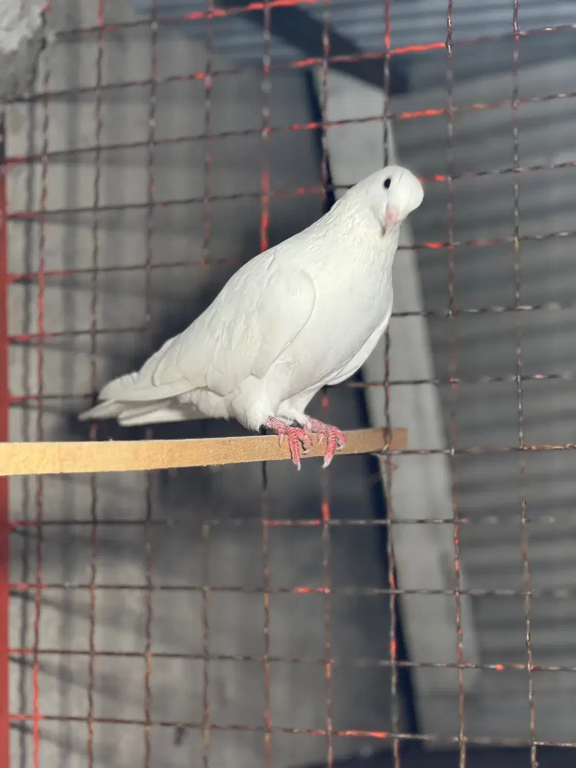 یک جفت کبوتر|پرنده|رشت, لاکان شهر|دیوار