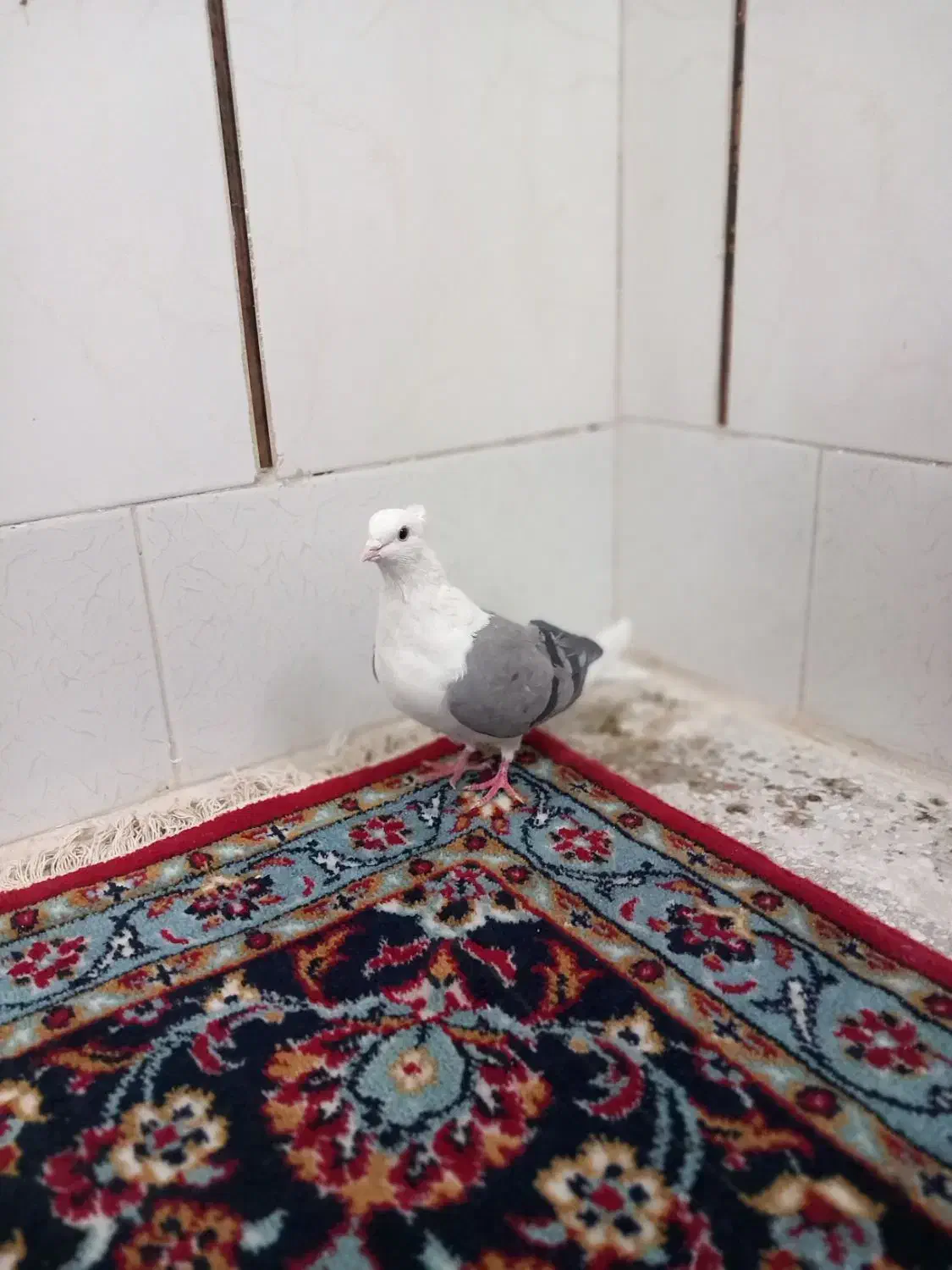 کبوتر پرشی خوش خال بازی کن|پرنده|اصفهان, حصه جنوبی|دیوار