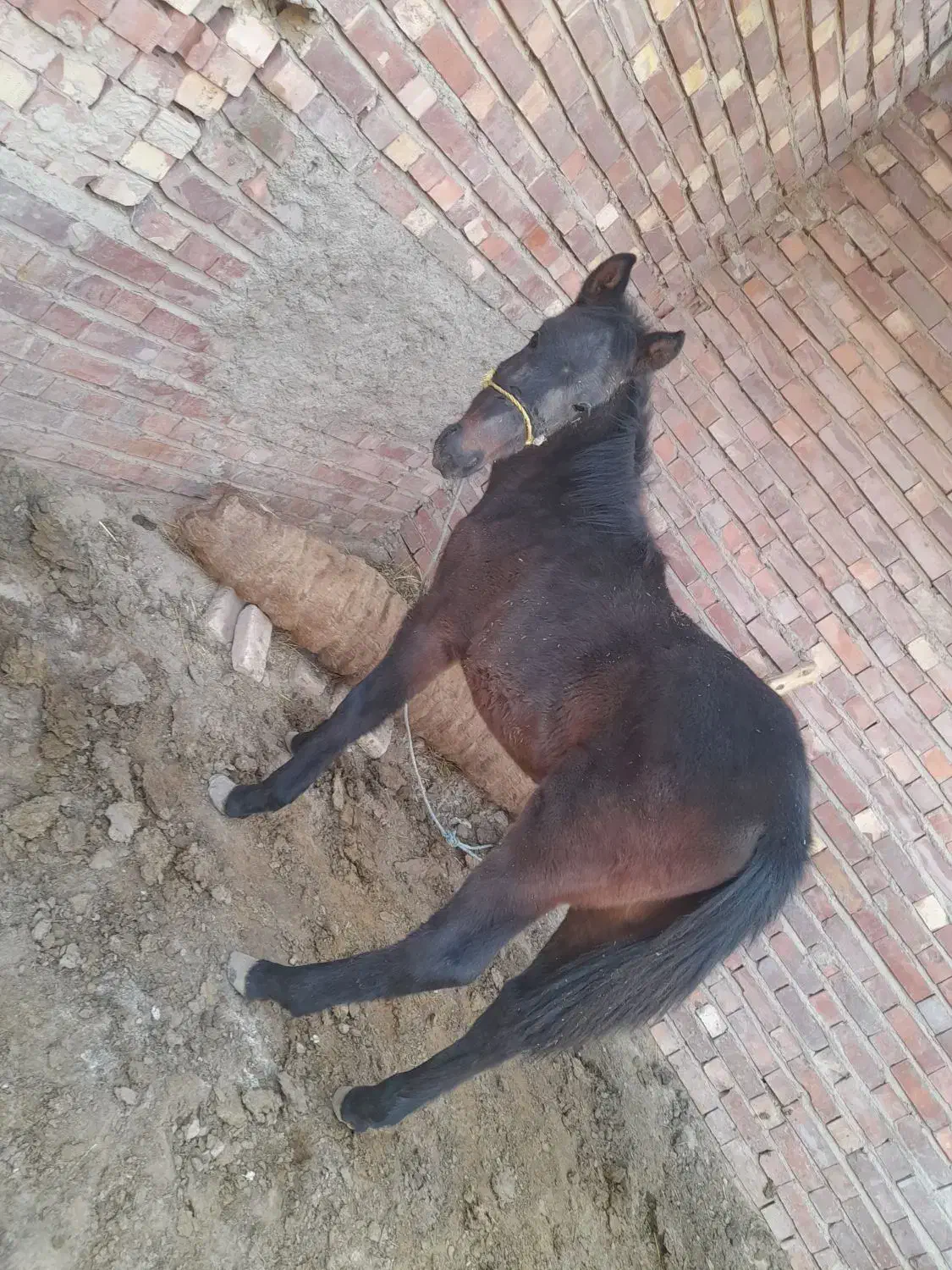 کره اسب نریون|اسب و تجهیزات اسب‌سواری|کرمان, |دیوار