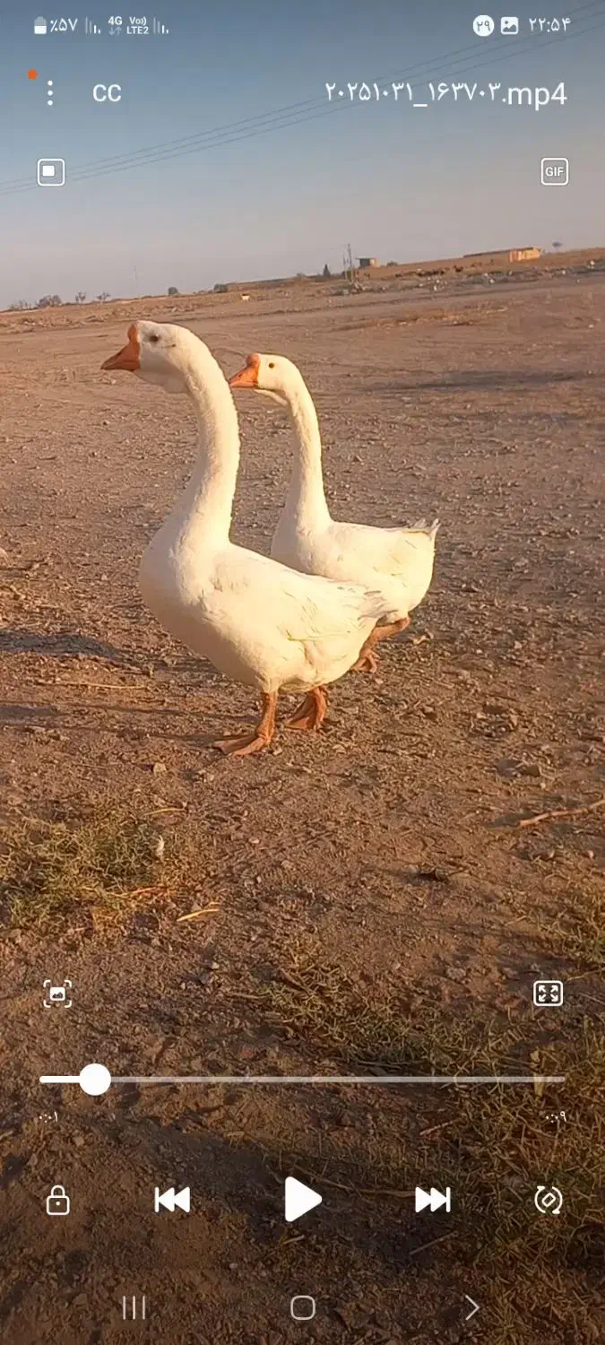 قوغار اصیل|حیوانات مزرعه|بشاریات, |دیوار