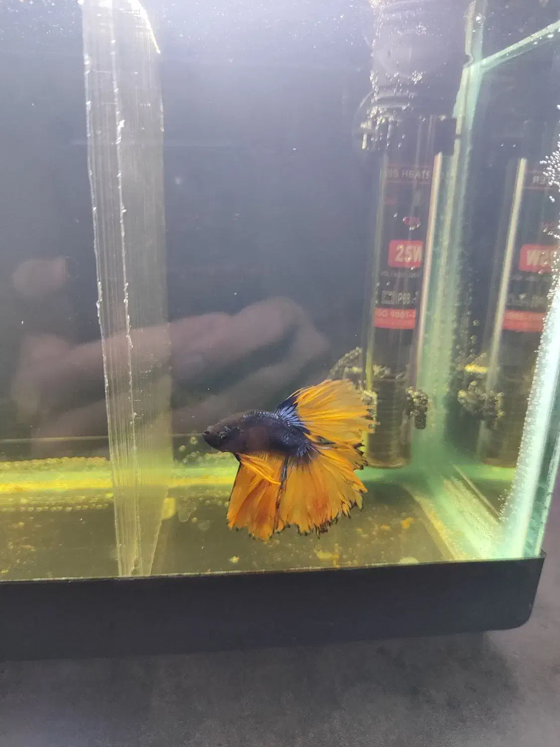 ماهی فایتر نژاد دار مناسب تکثیر|ماهی|سنندج, |دیوار