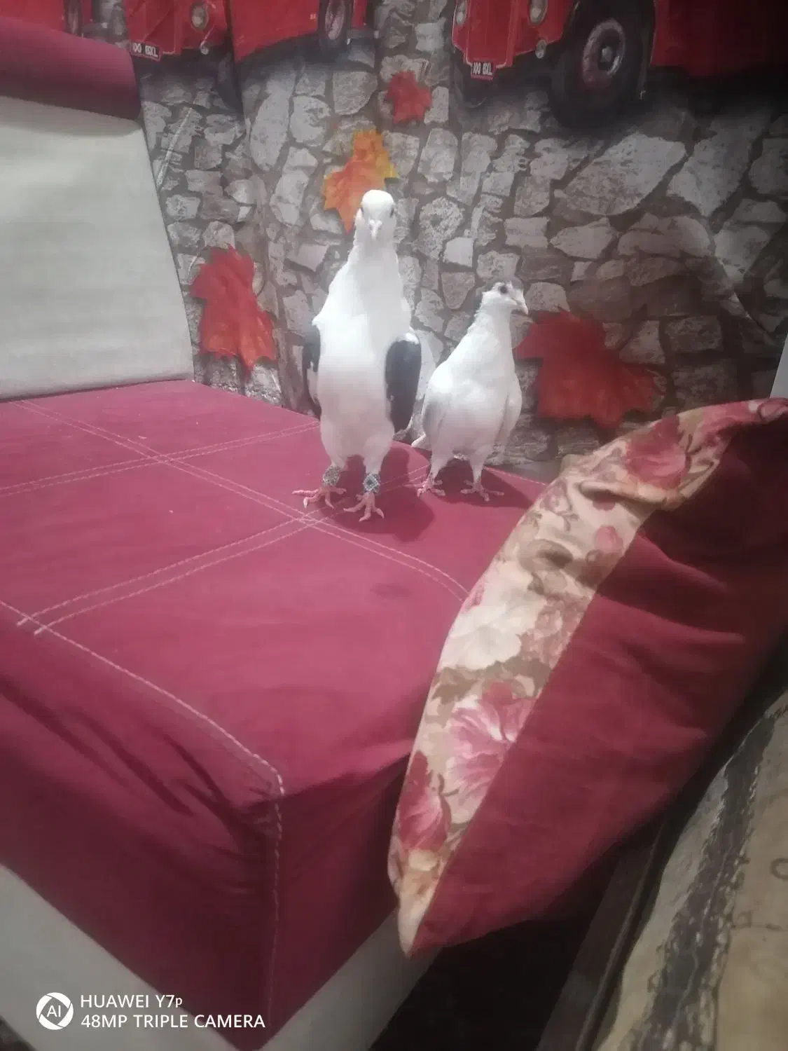 یک جفت ماده|پرنده|شوشتر, |دیوار