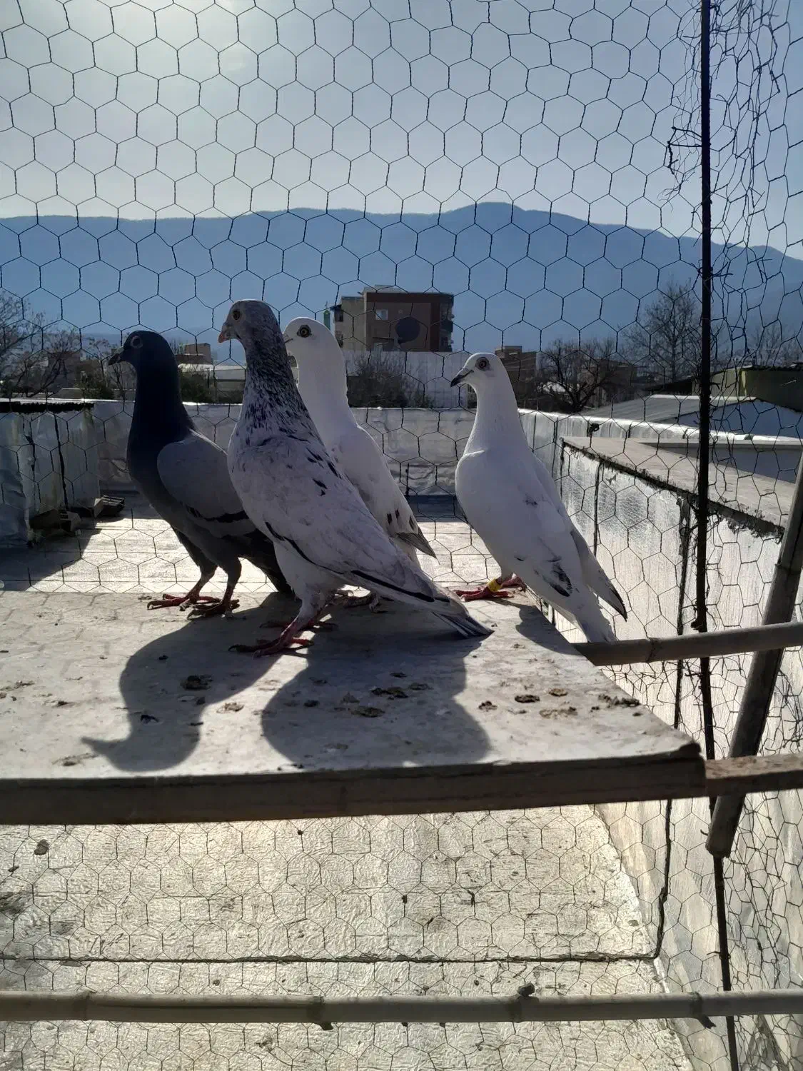 ۶ عدد دورگ|پرنده|علیآباد کتول, |دیوار