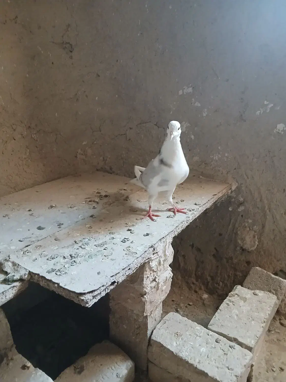 دوتاکبوترماده شازده وپشدار ویک عددنرهما|پرنده|زابل, |دیوار