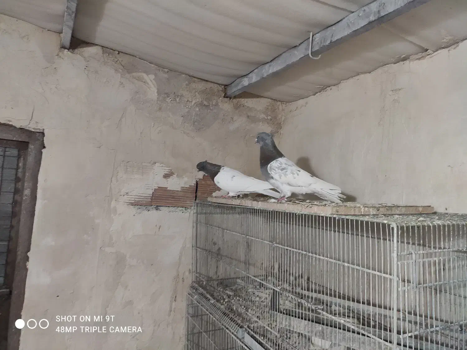 ۲تا کبوتر کله نر مست|پرنده|بجنورد, |دیوار