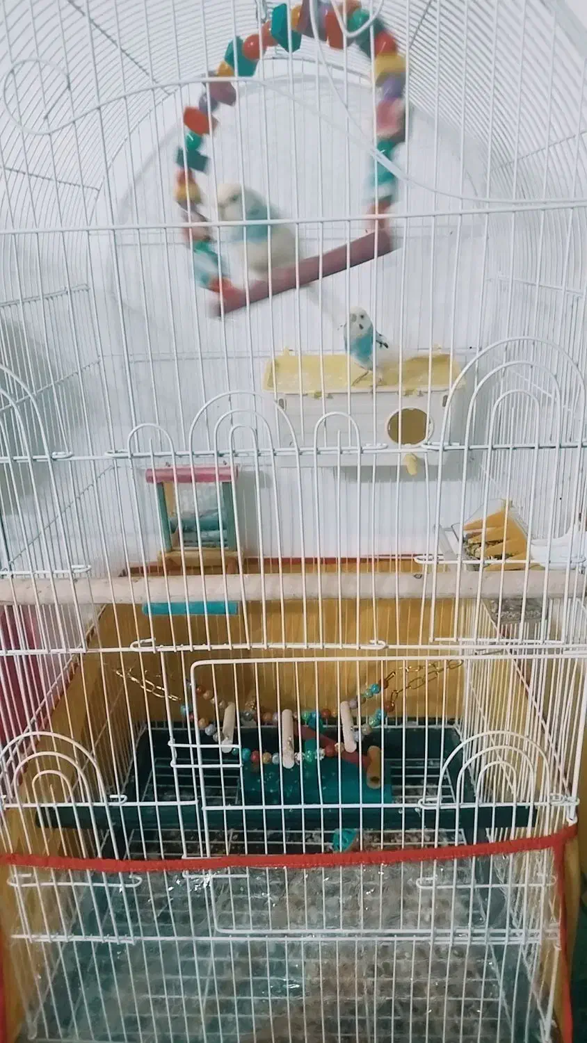 عروس کوتوله مرغ عشق فنچ با لوازم|پرنده|مشهد, طرق|دیوار