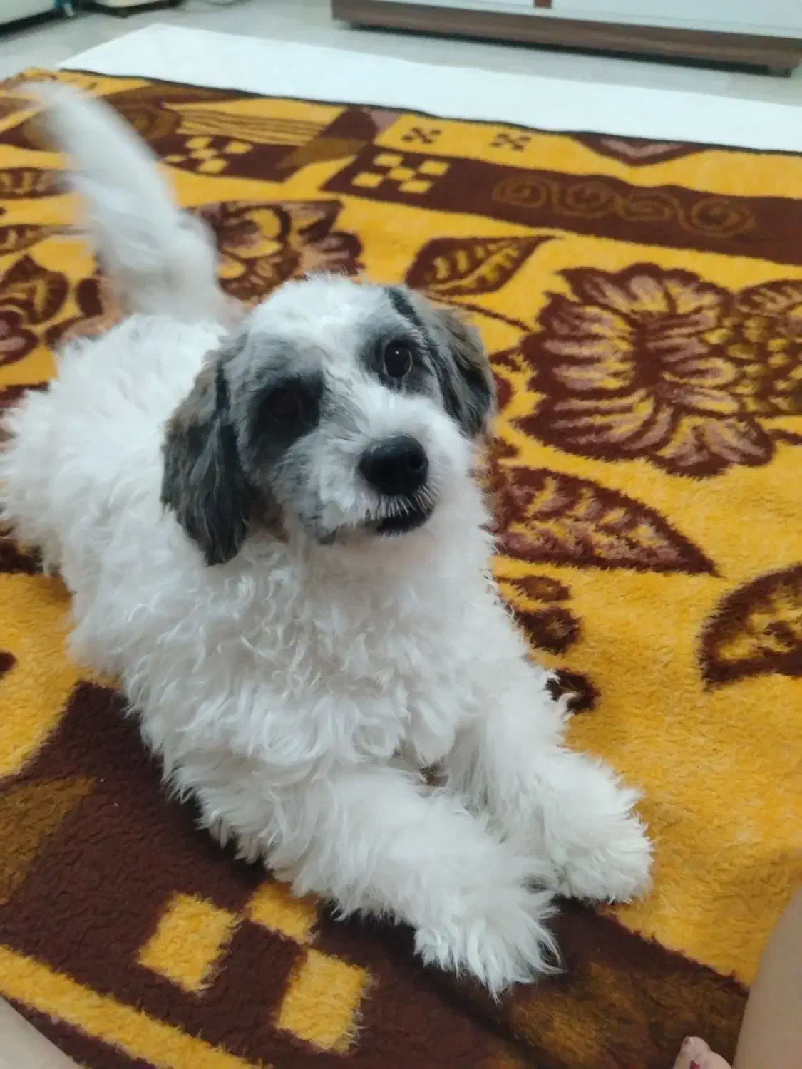 سگ. نژادش شیتزو. جنسیت نر|سگ|طبس, |دیوار