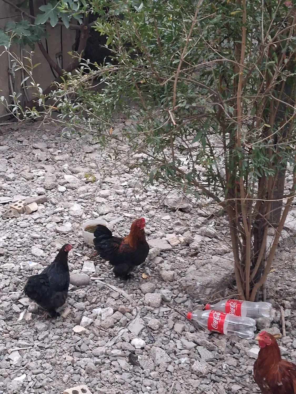 مرغ و خروس پاکوتاه|حیوانات مزرعه|رامیان, |دیوار