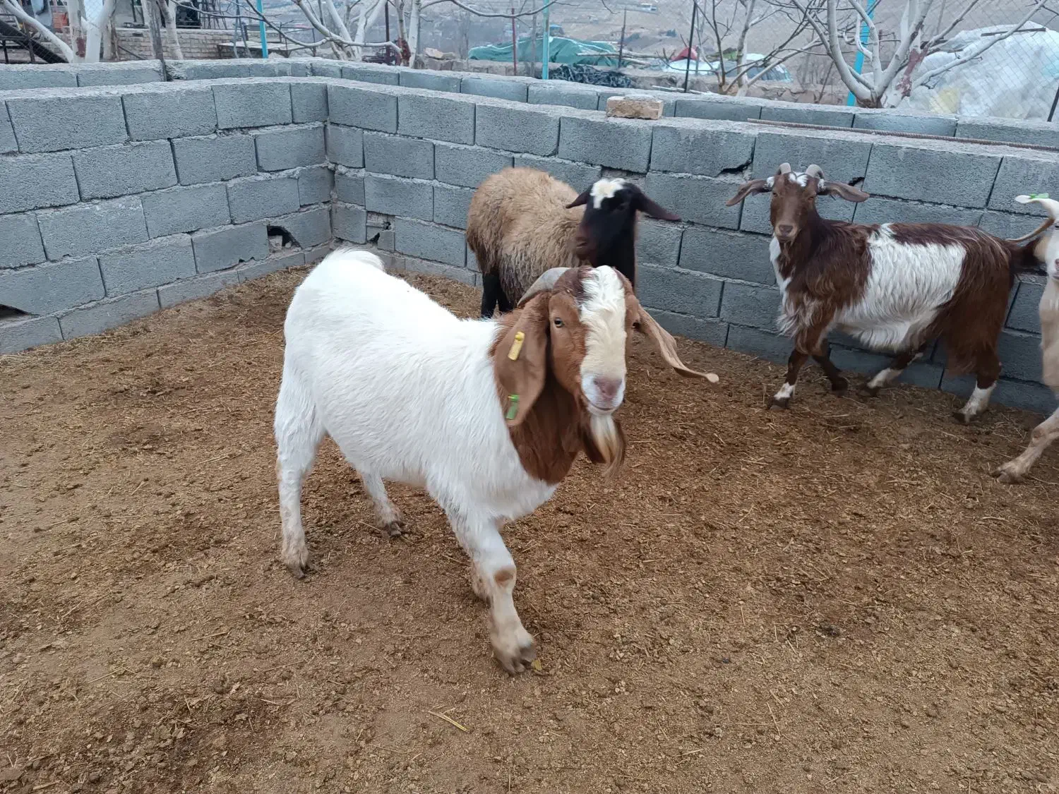 نربز‌ااصل‌بوئر‌|حیوانات مزرعه|قزوین, |دیوار