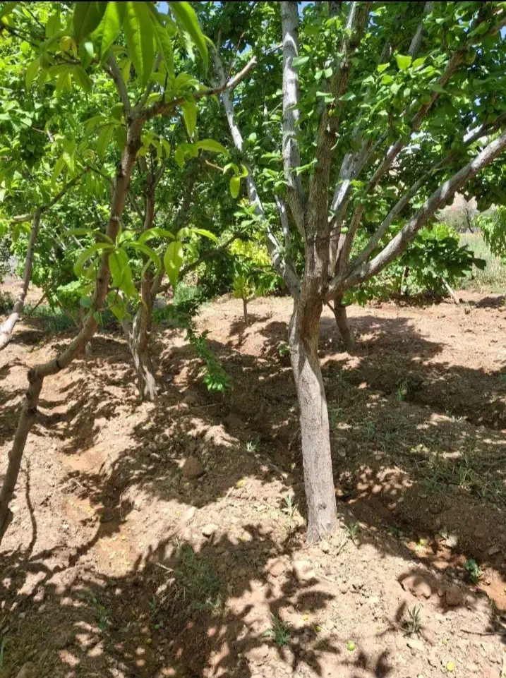 چهاردیواری نقلی نقد و اقساط|فروش دفتر صنعتی، کشاورزی، تجاری|تهران, مسعودیه|دیوار