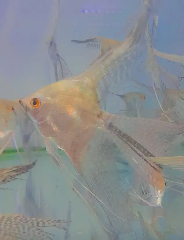 حراج ماهی انجل|ماهی|اردبیل, |دیوار