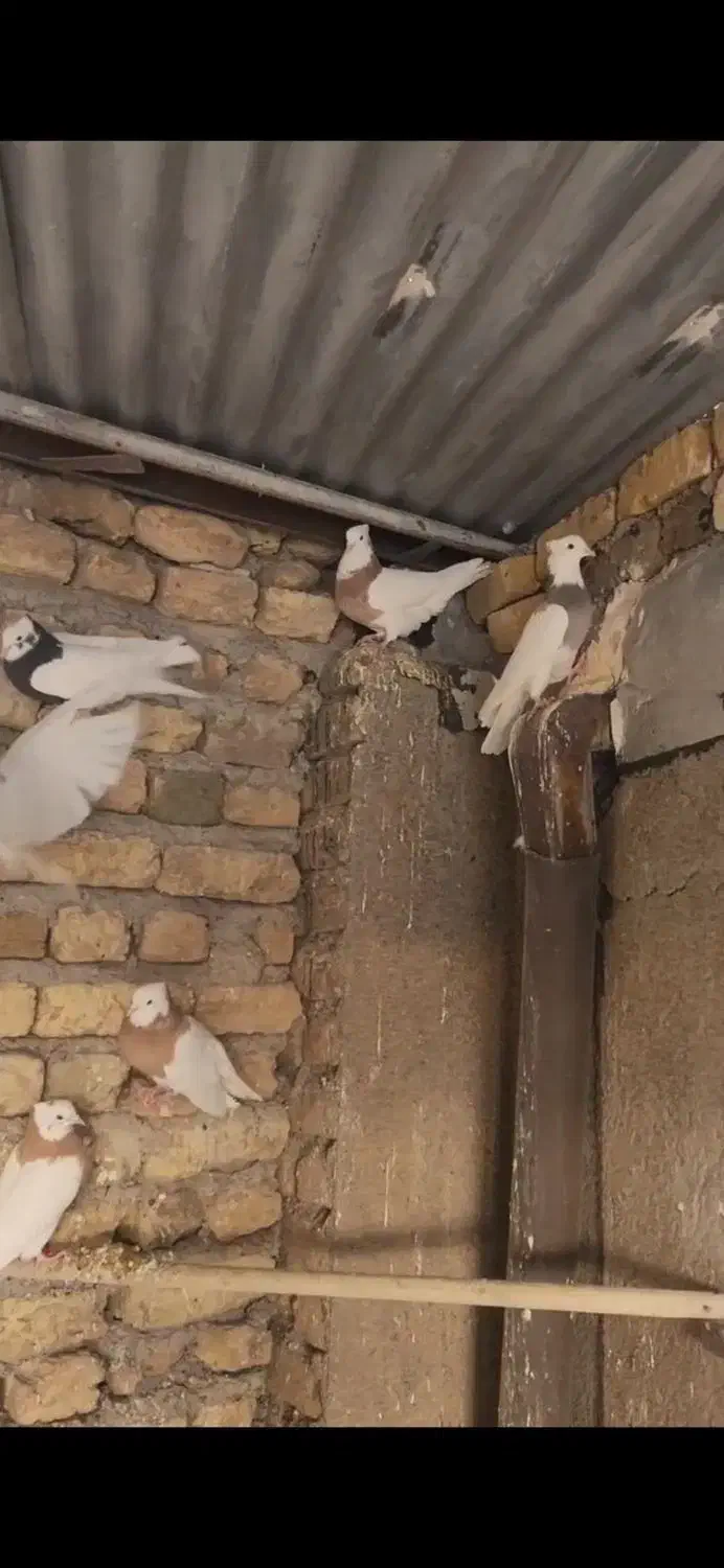 کبوتر طوقی|پرنده|رودسر, |دیوار