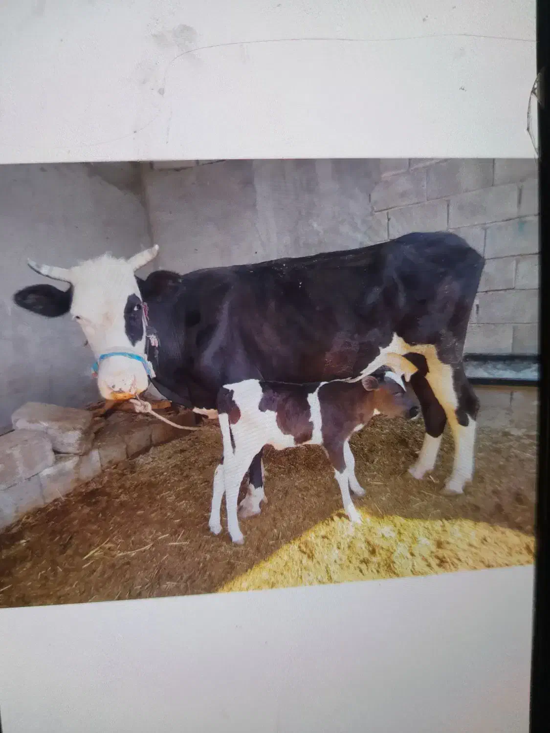 یک گاو با گوساله|حیوانات مزرعه|مسجد سلیمان, |دیوار