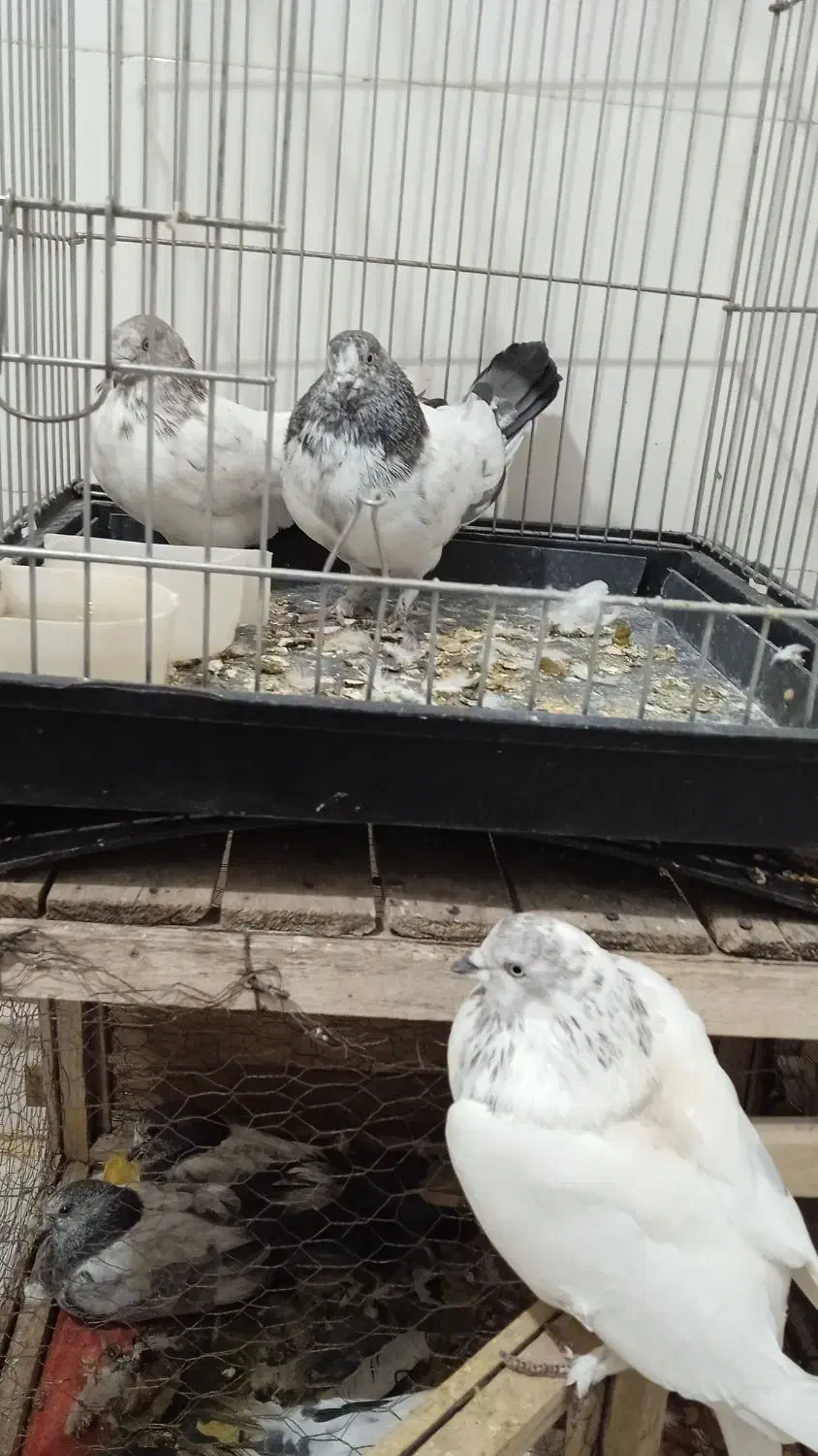 کبوتر|پرنده|ایلام, |دیوار