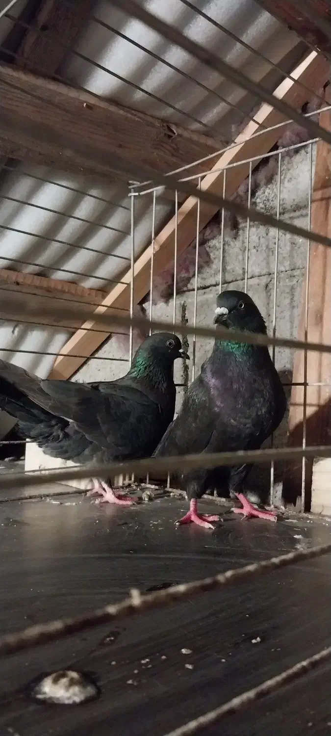 حیوان کبوتر هوا|پرنده|رامسر, |دیوار