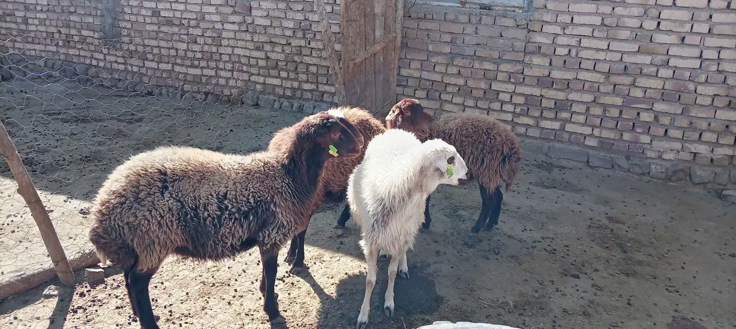 4عددبره ماده هتروبزرگ|حیوانات مزرعه|سرولایت, |دیوار