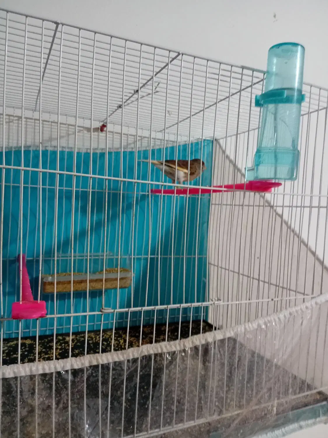 قناری نر ریزه خون|پرنده|بندرعباس, |دیوار