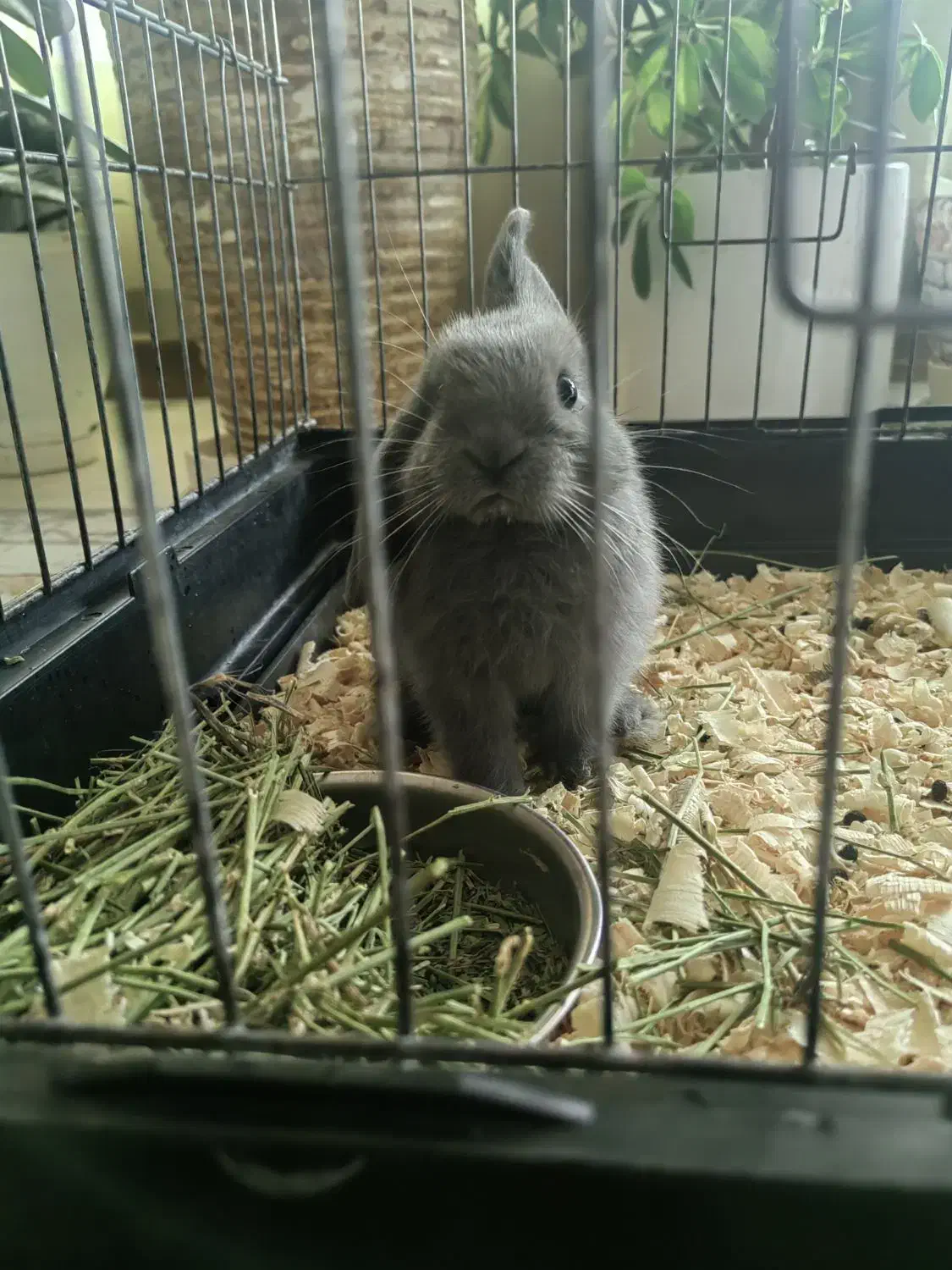 خرگوش لوپ عروسکی|موش و خرگوش|لواسان, |دیوار