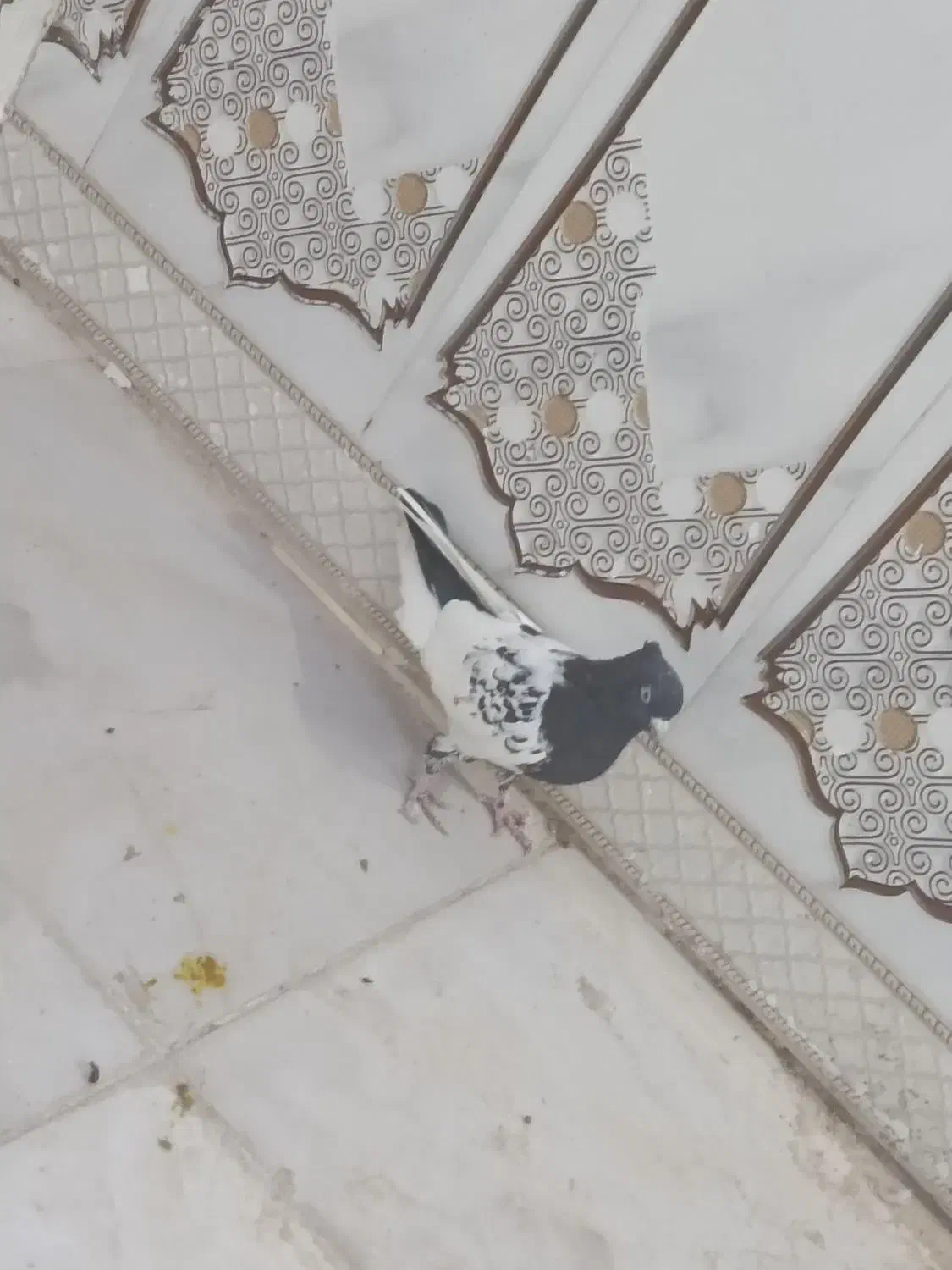 سینه سیاه و کله دم‌سیاه صفت هردو نر|پرنده|اهواز, فتح|دیوار