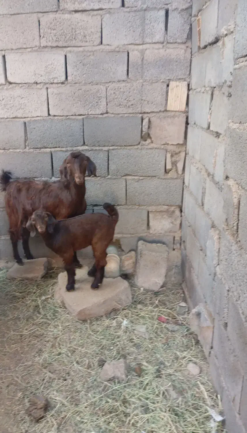 روداب غربی روستای قادرآباد|حیوانات مزرعه|نرماشیر, |دیوار