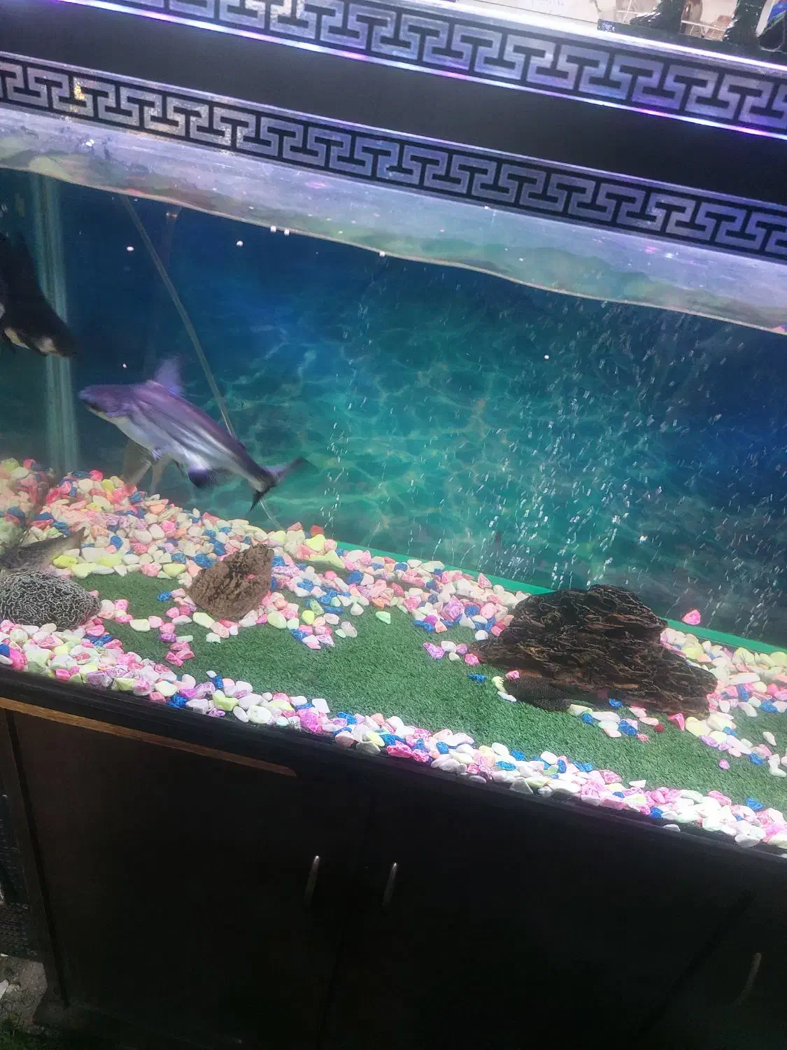 اکواریوم|ماهی|تهران, جوادیه تهرانپارس|دیوار