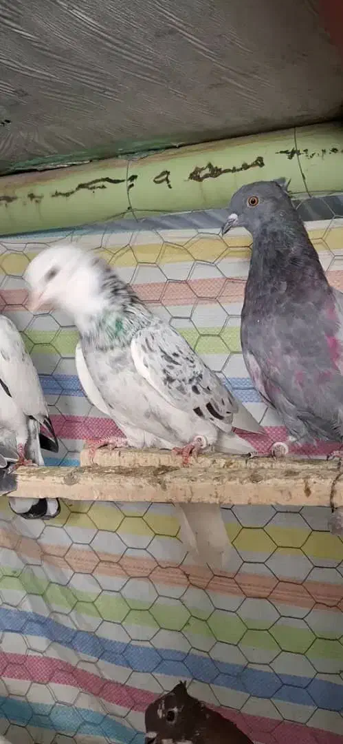 کبوترپرشی|پرنده|مهاباد (آذربایجان غربی), |دیوار