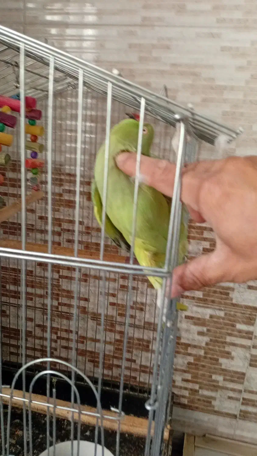 فروش یک عدد طوطی|پرنده|تربت جام, والفجر|دیوار