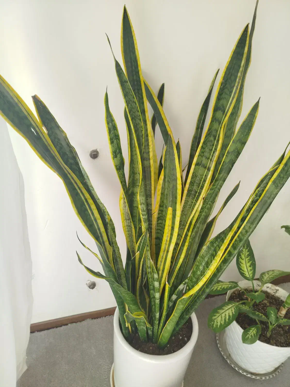 سانسوریا|گل و گیاه طبیعی|اصفهان, اصفهانک|دیوار