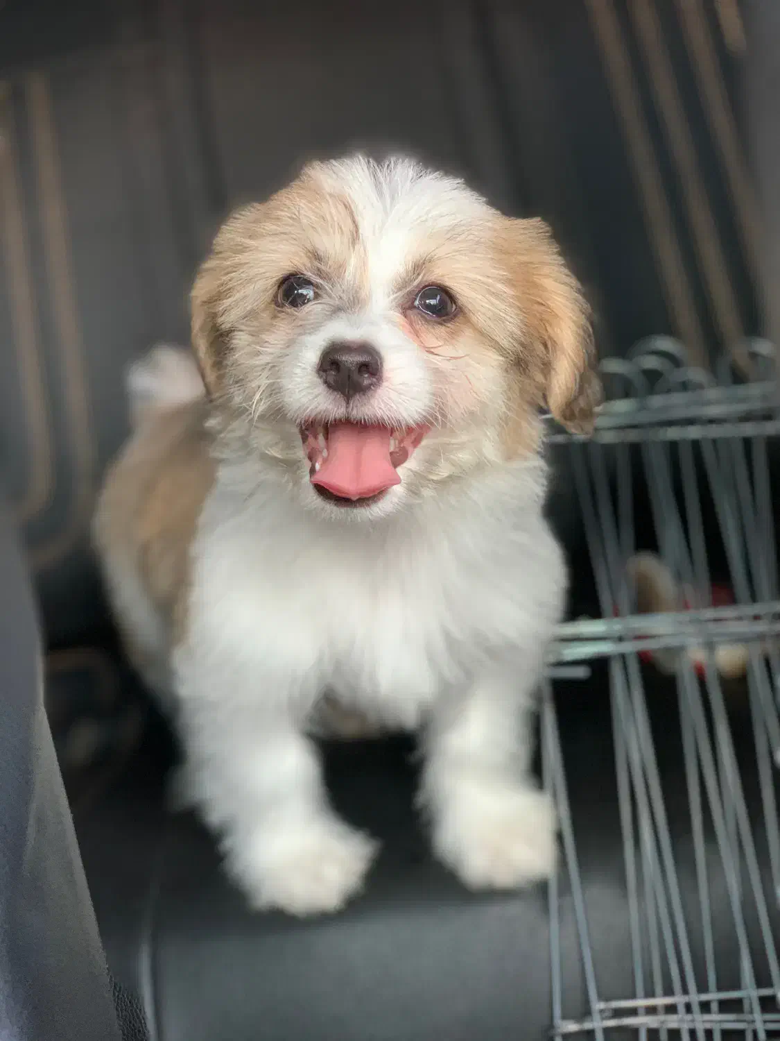 سگ شیتزو مالتیز|سگ|سرخرود, |دیوار