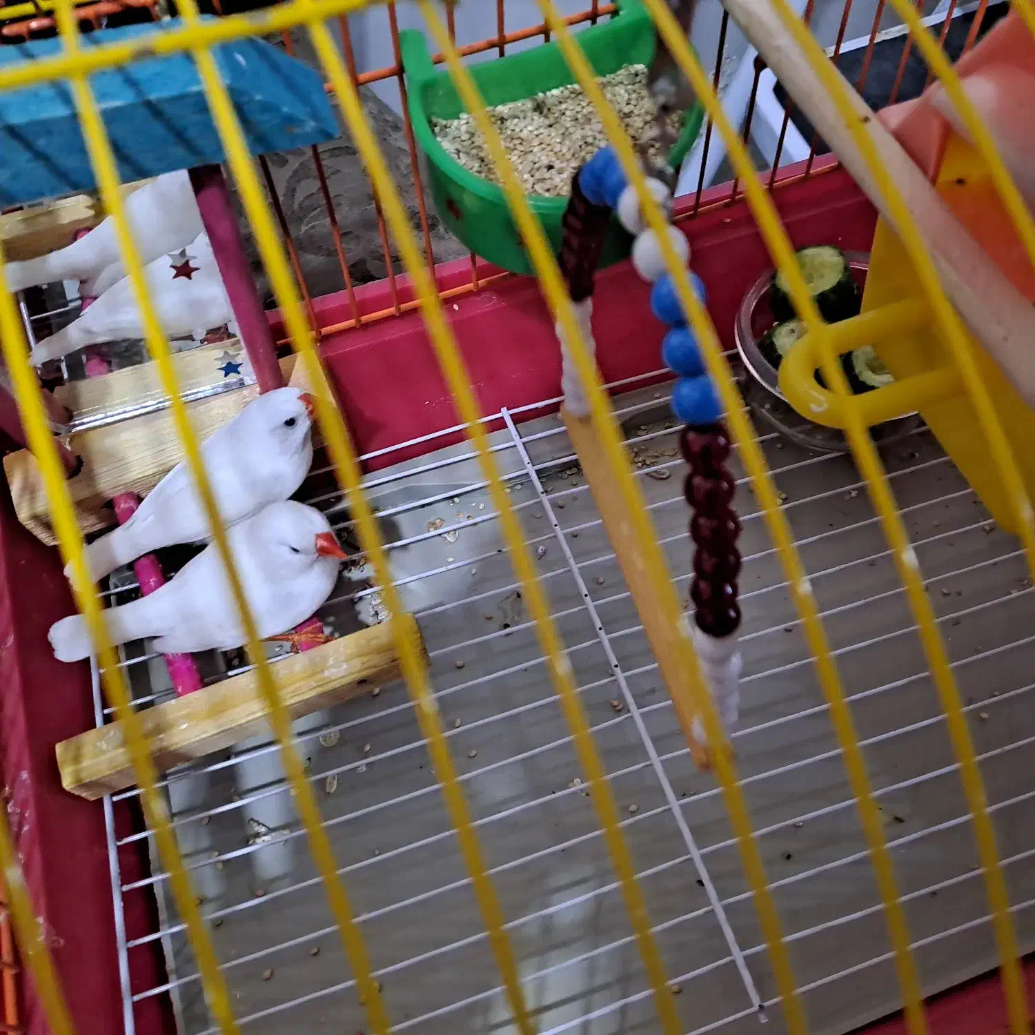 فنچ نر و ماده|پرنده|تبریز, |دیوار