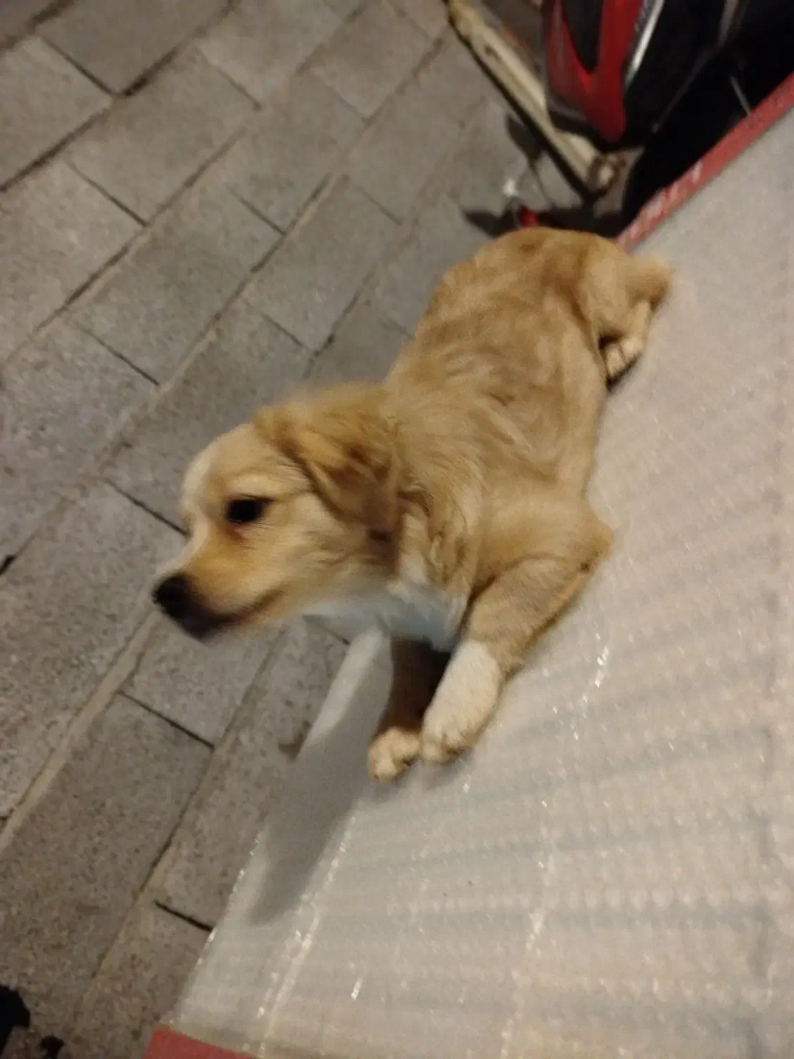 سگ گم شده|حیوانات|تنکابن, |دیوار