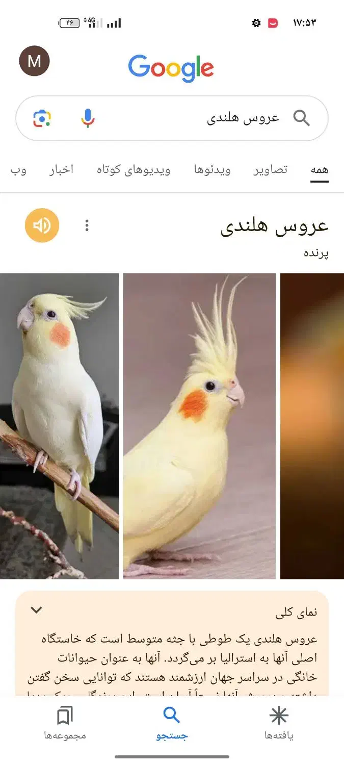 عروس هلندی گمشده|اشیا|قم, سید معصوم|دیوار