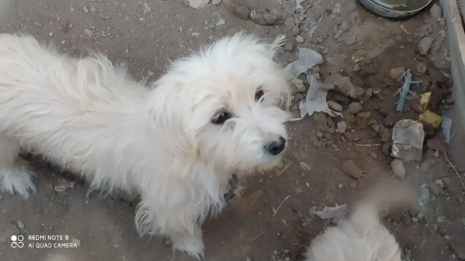 یک سگ پا کوتاه|سگ|رفسنجان, |دیوار