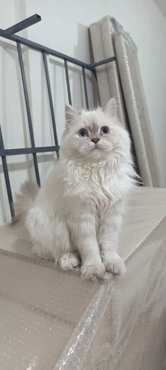 گربه|گربه|قدس, شهرقدس|دیوار