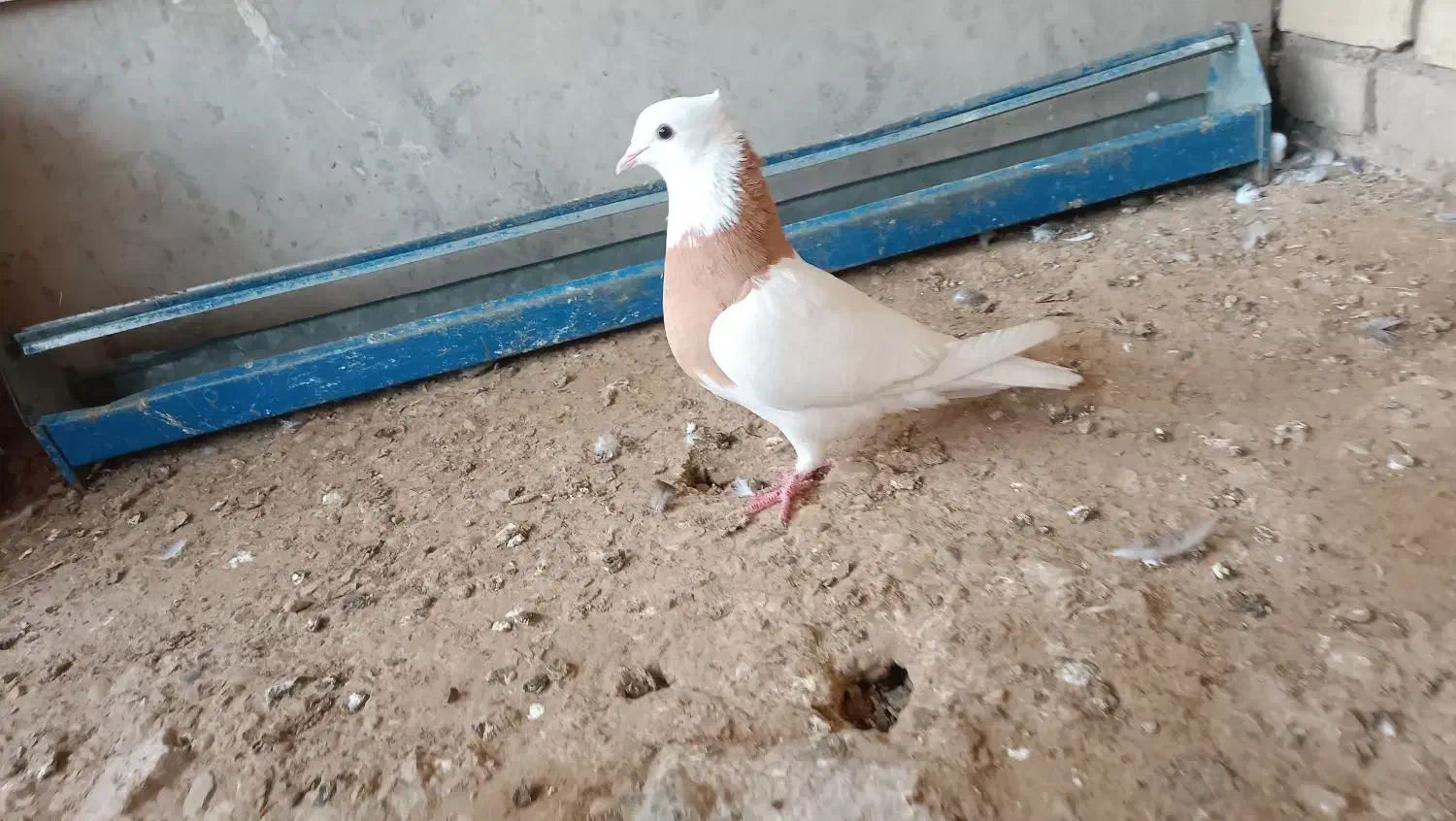 طوقی|پرنده|کرخه, |دیوار