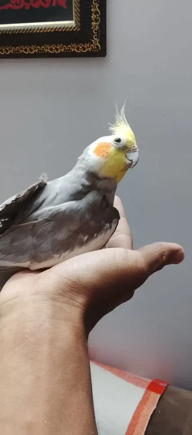 عروس هلندی بد اخلاق|پرنده|تربت‌حیدریه, آغوی|دیوار