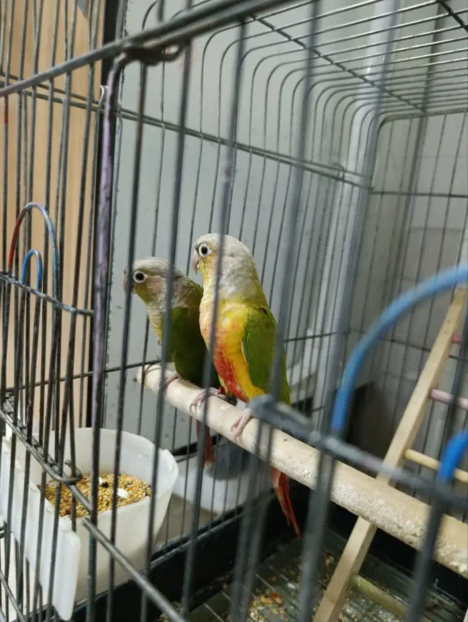 ۳ عددگرنچیک|پرنده|دورود, |دیوار