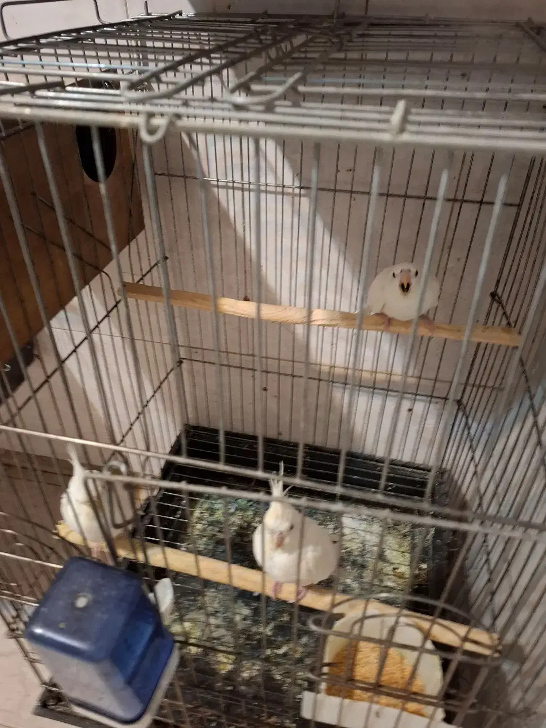 عروس هلندی مولد بایک جوجه|پرنده|تهران, سبلان (لشگر)|دیوار