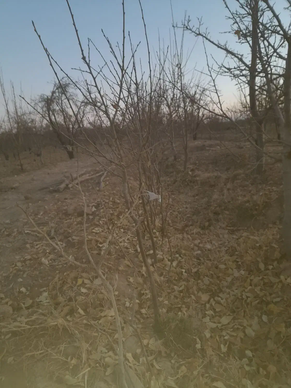 نهال الو|گل و گیاه طبیعی|زبرخان, |دیوار