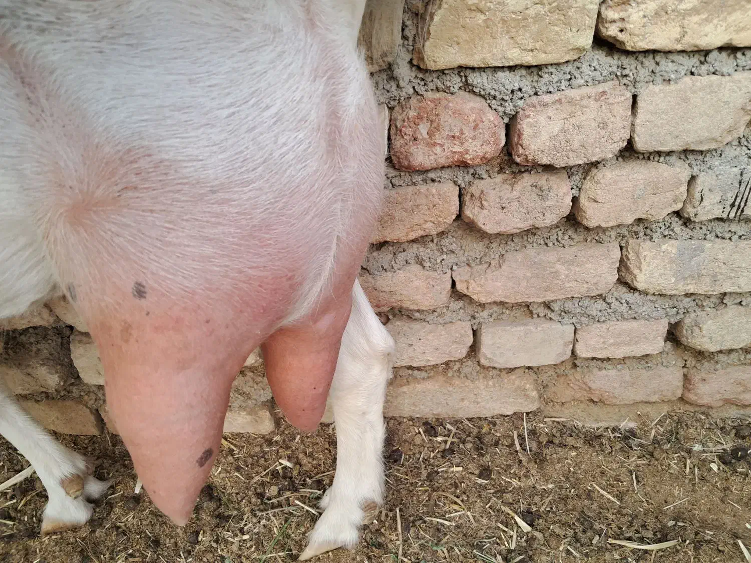 شیر و لبنیات خالص بز سانن درب دامداری|خوردنی و آشامیدنی|شریف‌آباد, |دیوار