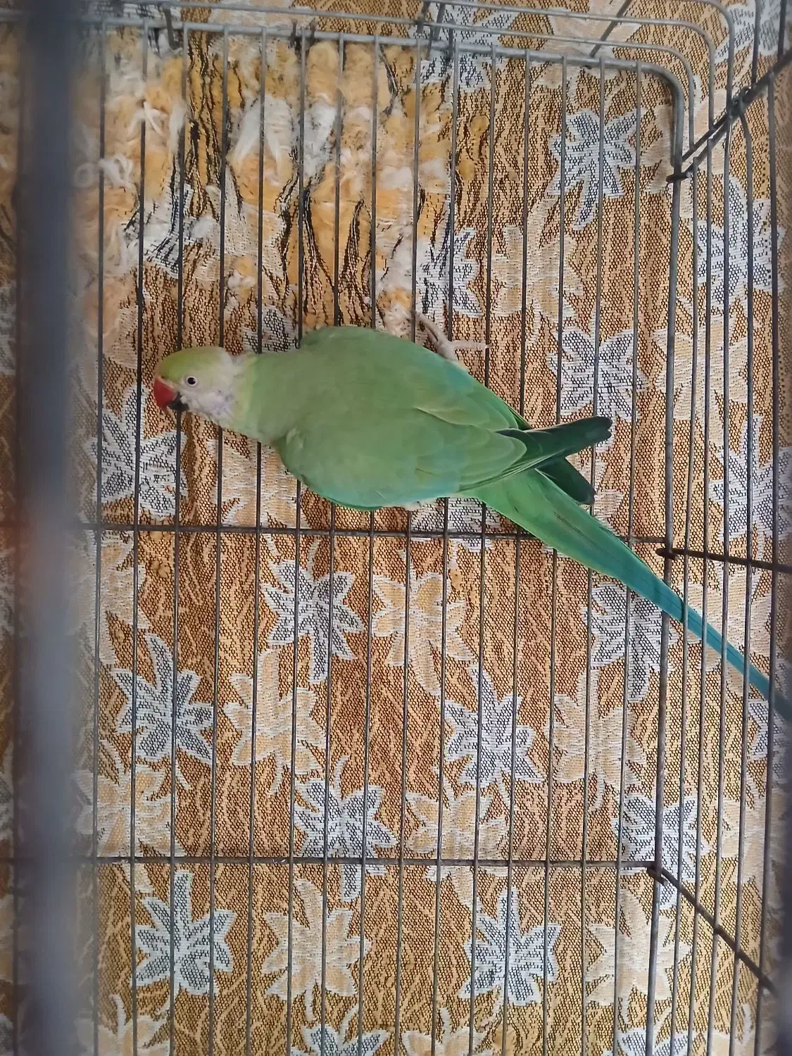 طوطی سبز|پرنده|هشتگرد, شهرک گلها|دیوار