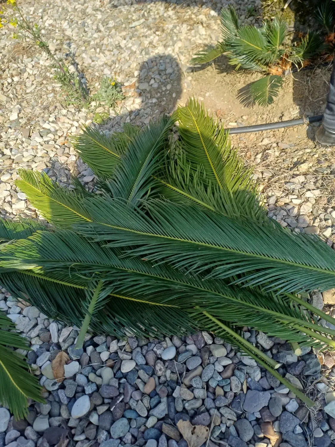 برگ سیکاس|گل و گیاه طبیعی|طاهرگوراب, |دیوار