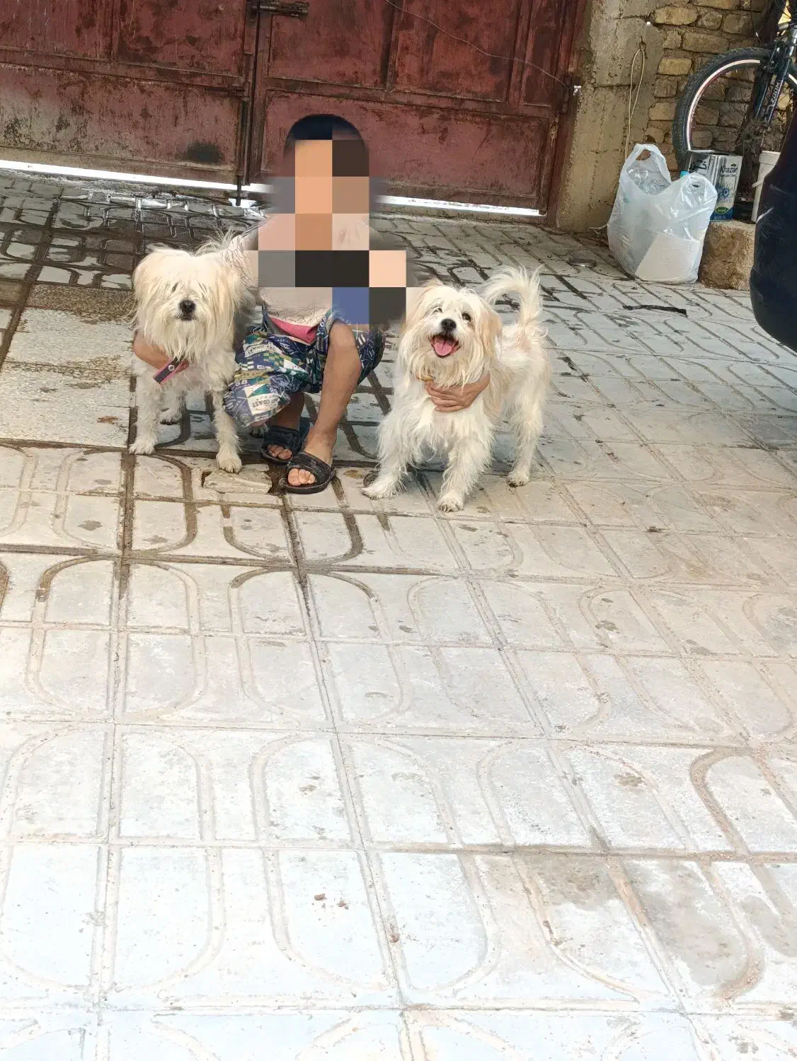 سگ اشپیتز نر|سگ|شیراز, گویم|دیوار