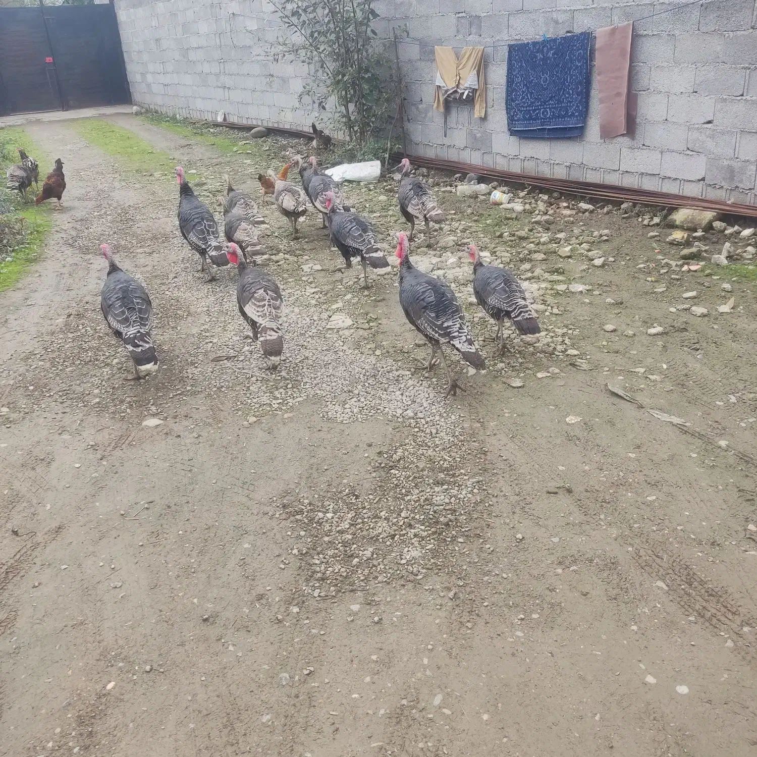 فروش بوقلمون|حیوانات مزرعه|ضیابر, |دیوار