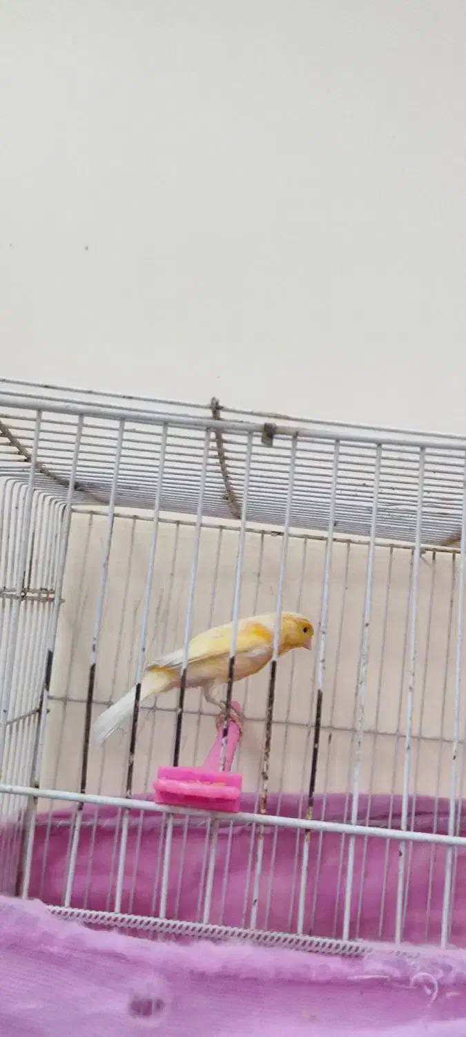 قناری|پرنده|بیرجند, |دیوار