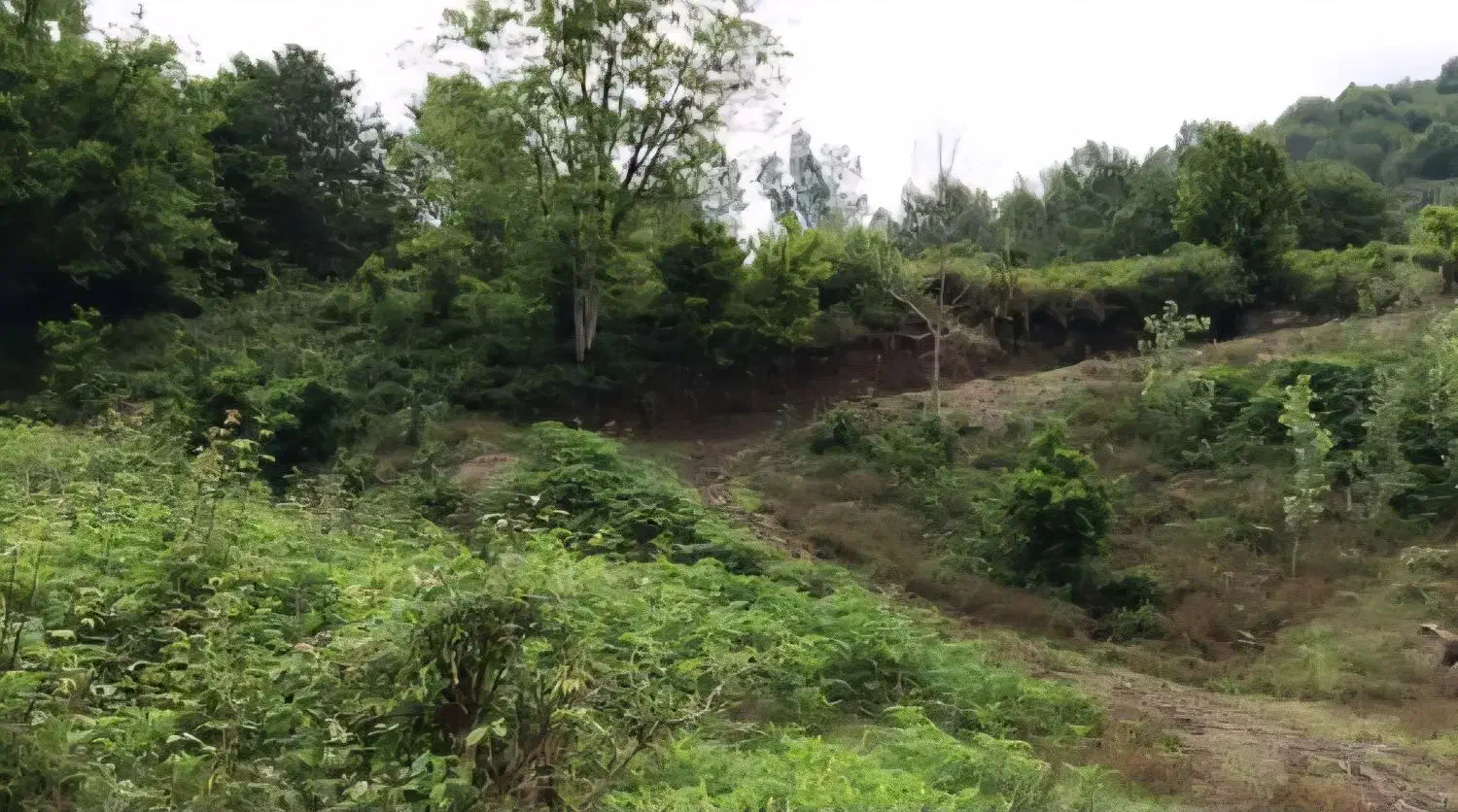 باغ جنگلی بلوردکان گیلان|فروش زمین و ملک کلنگی|اطاقور, |دیوار