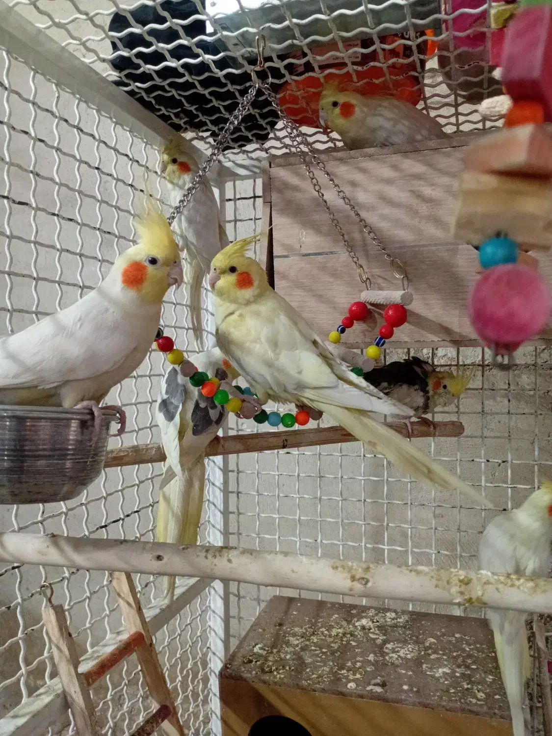 عروس هلندی|پرنده|پاکدشت, خاتون آباد|دیوار