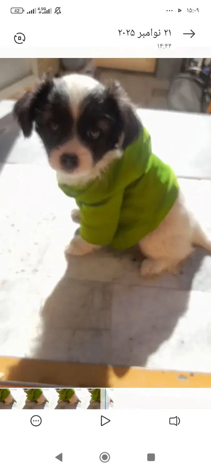 فروش توله سگ شیتزو|سگ|کاشان, شهید زجاجی|دیوار