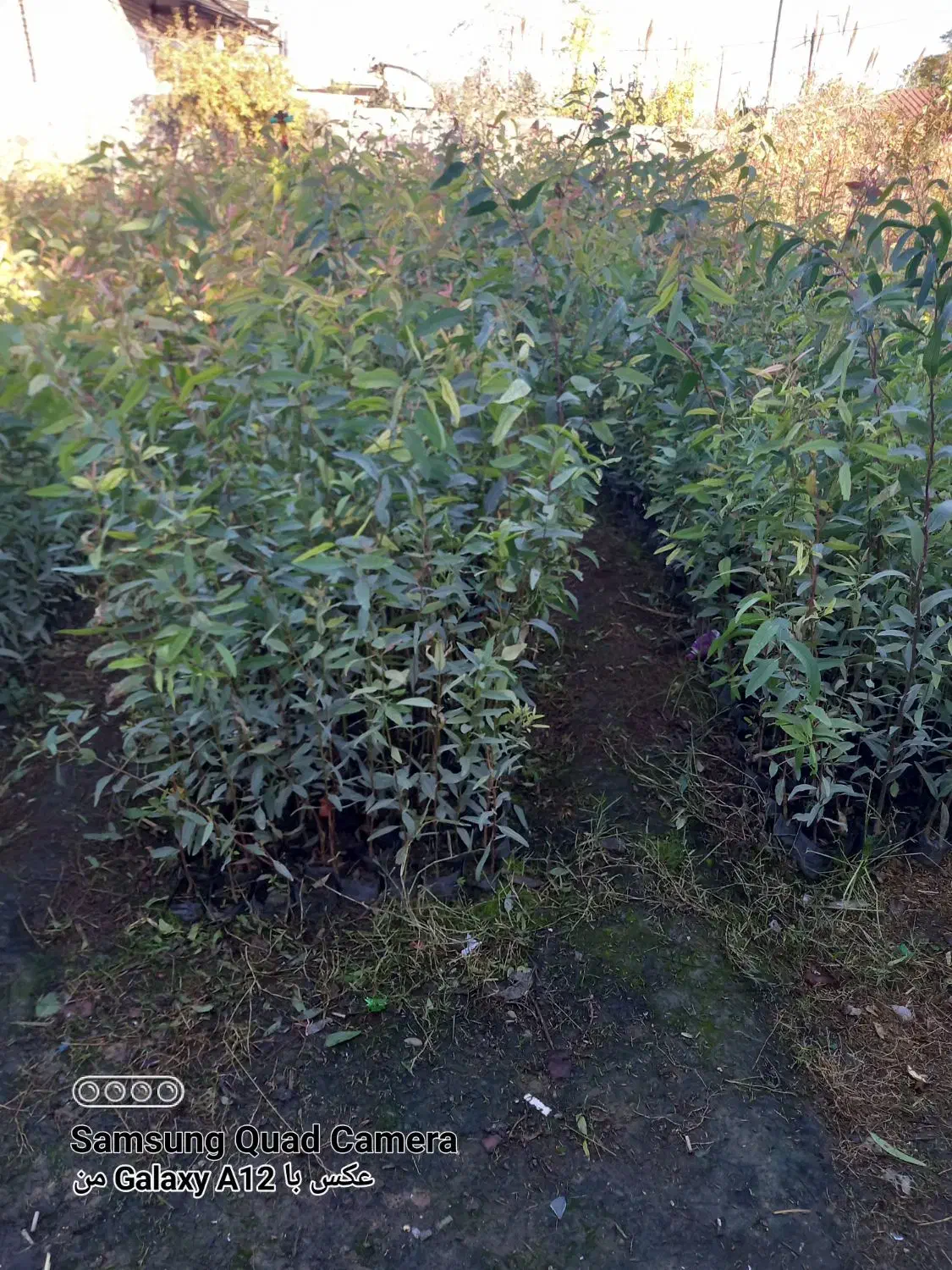 نهال اوکالیپتوس بااصلاح ریشه نایلیکس|گل و گیاه طبیعی|مزرعه کتول, |دیوار