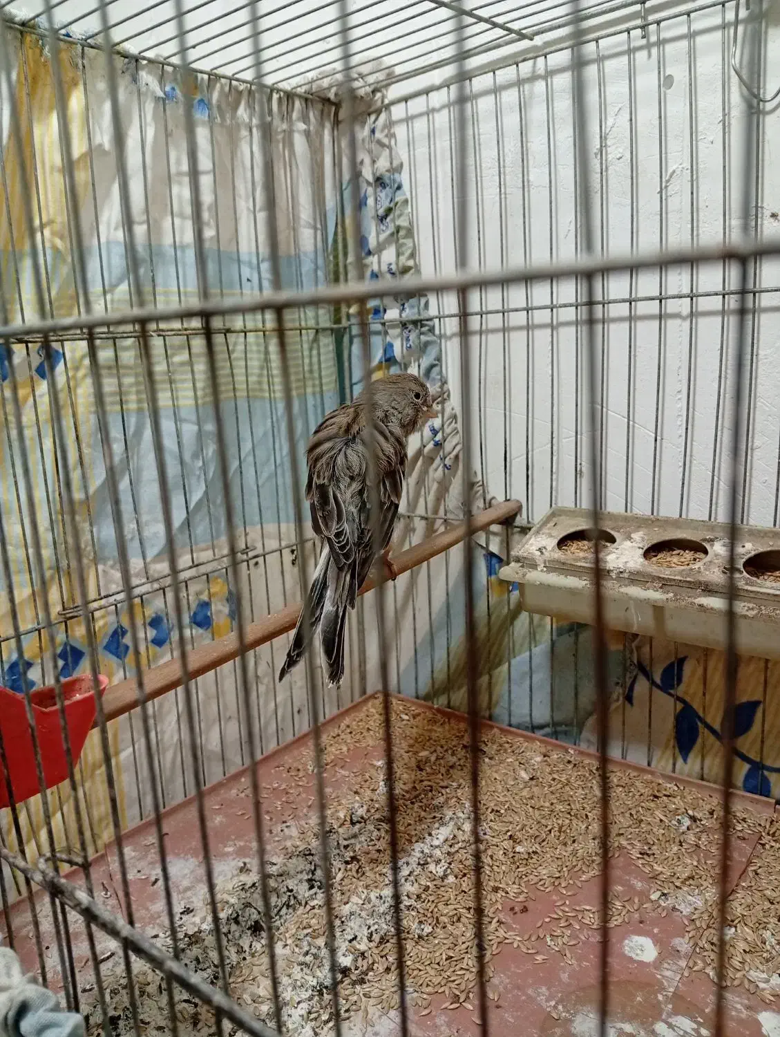 قناری ماده|پرنده|سمنان, |دیوار